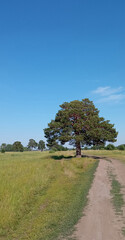 summer landscape with a lonely pine tree by a sandy road