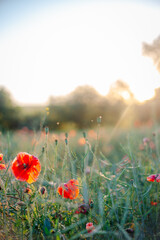 Obraz premium field of poppies and sun