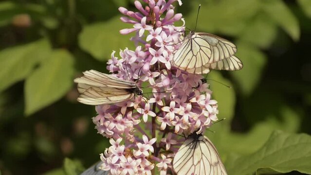 Butterflies on a lilac bush