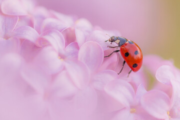 ladybug sitting on a beautiful lilac flower. Beautiful background © jeferstellari