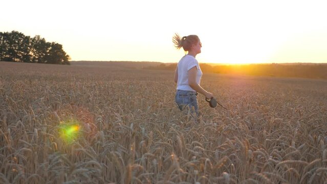 Young girl holding wheat stalks in hand and jogging with her siberian husky on leash through golden meadow. Happy woman running with dog at cereal field on sunset. Sunlight at background. Slow motion