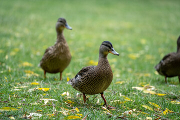 Obraz premium duck in the grass