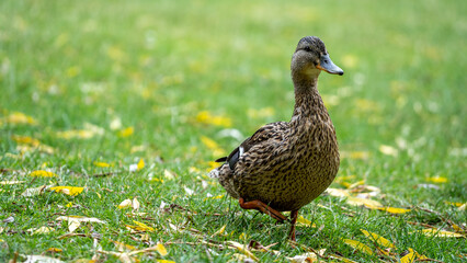 duck in the grass