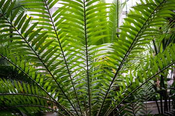 Naklejka na ściany i meble Pattern in plants, background plant, background of green leaves