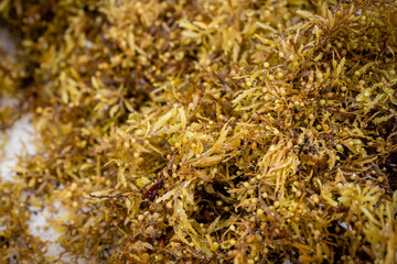 Extreme close-up photograph of a pile of sargassum on the beach of Cancun, a powerful close-up image of the structure of an accumulation of algae on the beach's white sand.