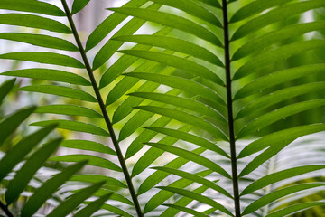 Pattern in plants, background plant, background of green leaves