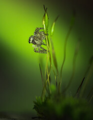macro closeup of a Jumping Spider. This spider is known to eat small insects like grasshoppers, flies, bees as well as other small spiders.