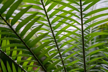 Pattern in plants, background plant, background of green leaves