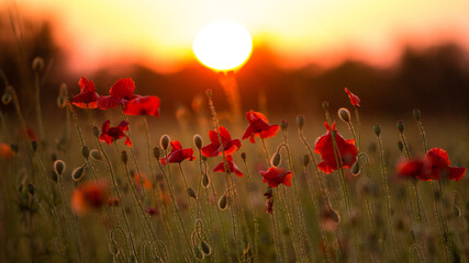 Fototapeta na wymiar a field with poppy flowers at sunset