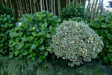 Ilex aquifolium or Argentea Marginata in th park