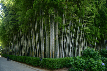 Obraz premium Bamboo forest in the park, Batumi