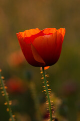 field poppy bud in the rays of the setting sun