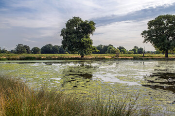 Fototapeta premium Pond taken over by invasive algae