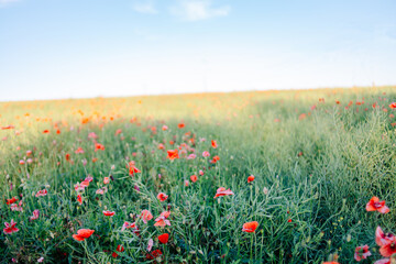 field of poppies and sky summer