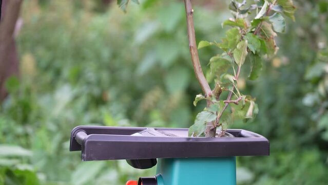Hands put branches into garden shredder, close up. Man throws branches into a garden chopper or wood chopper for chopping trees. The concept of working in a suburban area.