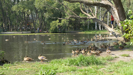Ducks in the park. Ducks in the Green Park on a beautiful summer day. Ducks in a city Park