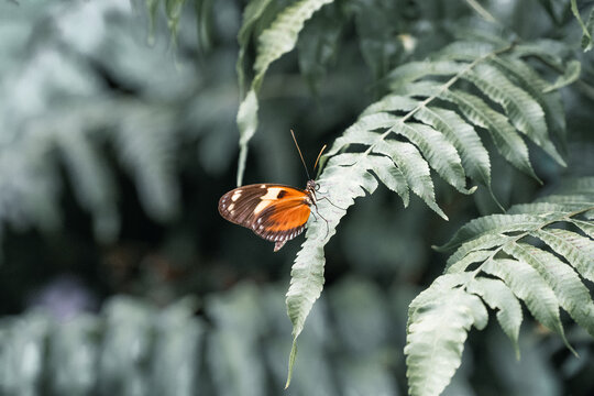Catonephele numilia, the blue-frosted banner, blue-frosted Catone, Grecian shoemaker or stoplight Catone, is a butterfly of the family Nymphalidae