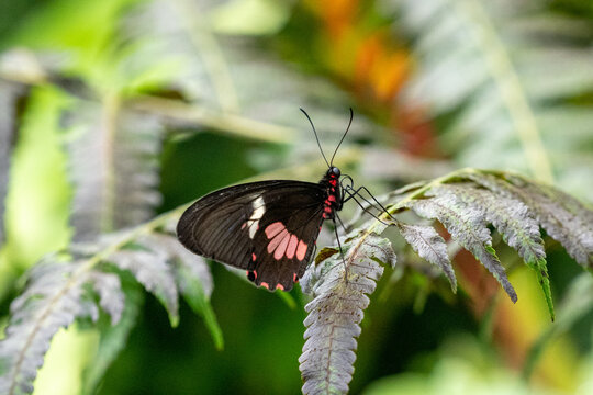 Catonephele numilia, the blue-frosted banner, blue-frosted Catone, Grecian shoemaker or stoplight Catone, is a butterfly of the family Nymphalidae
