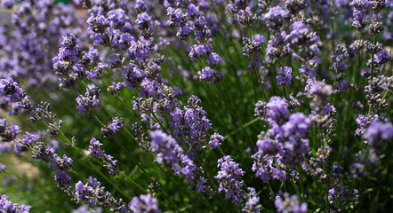 Obraz premium Natural background of bush of lavender flowers.