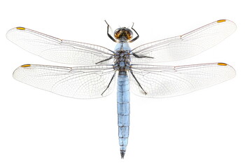 Emperor dragonfly or blue emperor (Anax imperator) isolated on white, top view