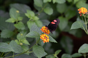 Catonephele numilia, the blue-frosted banner, blue-frosted Catone, Grecian shoemaker or stoplight Catone, is a butterfly of the family Nymphalidae