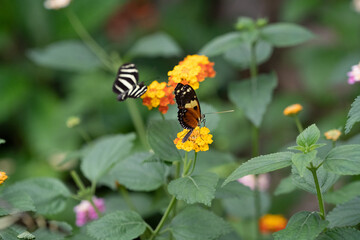 Butterfly on a flower. The zebra longwing butterfly or zebra heliconian, Heliconius charithonia, is unmistakable with its long narrow wings