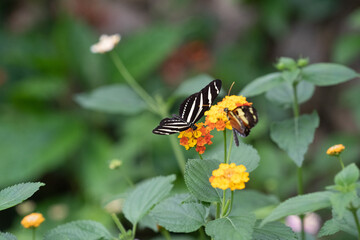 Butterfly on a flower. The zebra longwing butterfly or zebra heliconian, Heliconius charithonia, is unmistakable with its long narrow wings