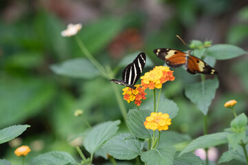 Fototapeta na wymiar Butterfly on a flower. The zebra longwing butterfly or zebra heliconian, Heliconius charithonia, is unmistakable with its long narrow wings