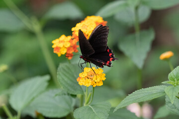 Parides montezuma, the Montezuma's cattleheart, a butterfly on flower