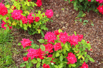 Beautiful pink roses in the garden. Selective focus.