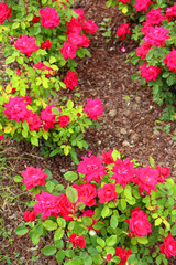 Naklejka premium Beautiful pink roses in the garden. Selective focus.