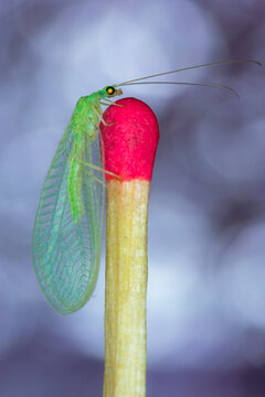 Pearl chrysopa, biological control of agricultural pests, posing on matchstick and colored background