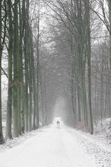 road in the forest