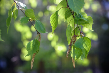 Birch branches with fresh green leaves and seeds. The branch of a birch close up with green leaves...
