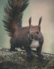 Naklejka na ściany i meble Portrait of Eurasian red squirrel (Sciurus vulgaris), dark variant