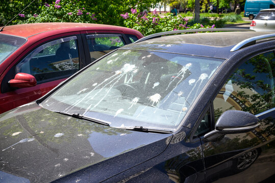 hood of car with lot of bird droppings, bad parking concept