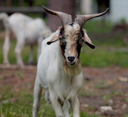 A male Nubian goat on the farm