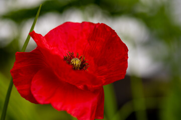 Deep red poppy flower in summer.