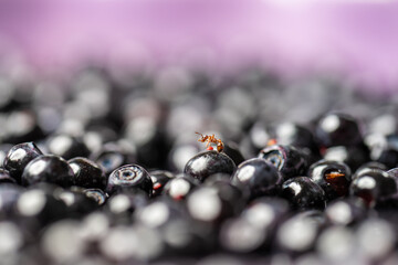 A tiny ant climbing up a huge blueberry.