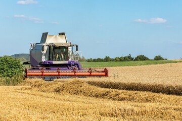 Harvesting wheat with a combine harvester. Agriculture. Growing wheat. Grain trading.