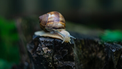 snail on a tree
