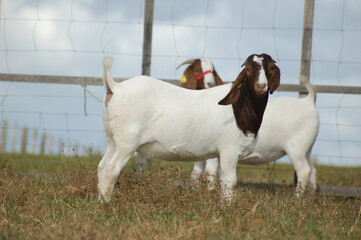 Naklejka na ściany i meble Young female boer goats on the farm
