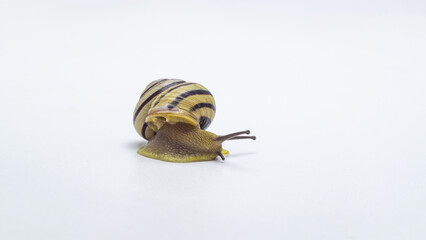 snail on a white background