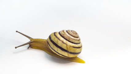 snail on the white background