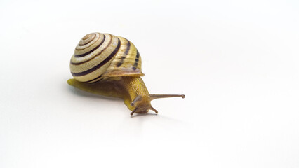 closeup striped snail isolated on white background