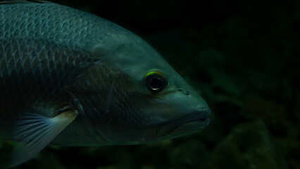 fish head in aquarium