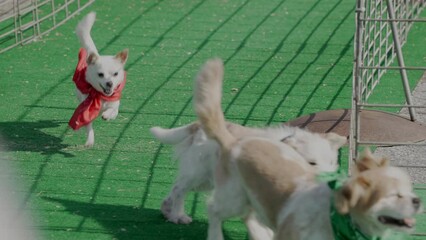 This slow motion video shows a pack of small dogs rounding a corner in a dog race.