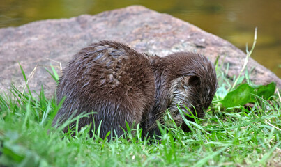 Baby otter playing in the grass, close-up, selective focus