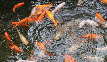 Koi Karp in a pond, busy during feeding time