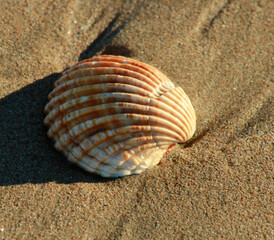 concha mar playa naturaleza arena